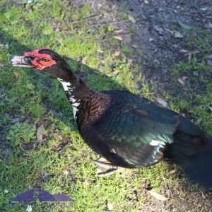 mathison-park-hyland-lake-red-bandit-duck