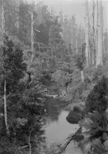 Historic Turtons Creek Mirboo, Bush scene with creek. 